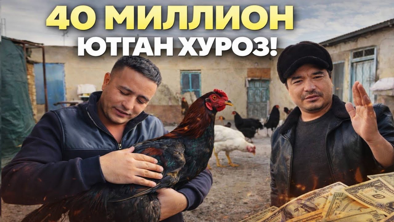 ПАРВОЗЛАР УЧУН ШОК! ЯНГИЛИК ШАХАНД БУРАМАТУТ КИШЛОГИДА 40.МИЛИОН ЮТГАН ХУРОЗ ХАЙРАТГА СОЛДИ