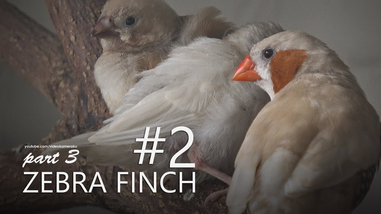 Zebra Finch Small Aviary: C2P3 - Chererecheuw