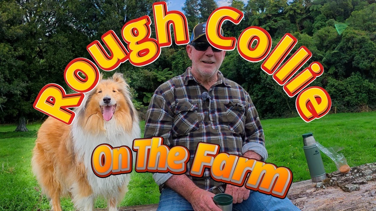 Rough Collie Dana A Run On The Farm