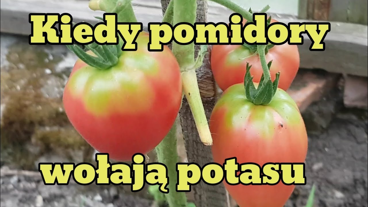 Kiedy pomidory wołają o potas. Zielona piętka pomidora.