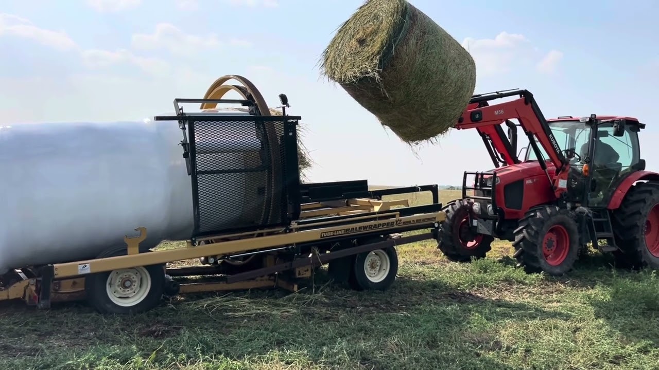 Drought conditions, not enough hay means having to cut cereal crops for livestock feed 
