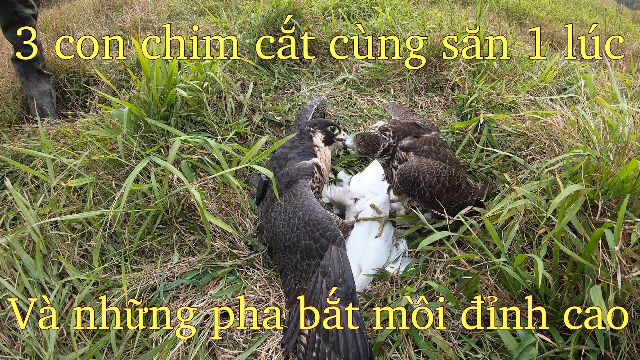 3 Con Chim Cắt  cùng 1 lúc săn đàn cò trắng.và cái kết không tưởng (peregrine falcon hunting herds)