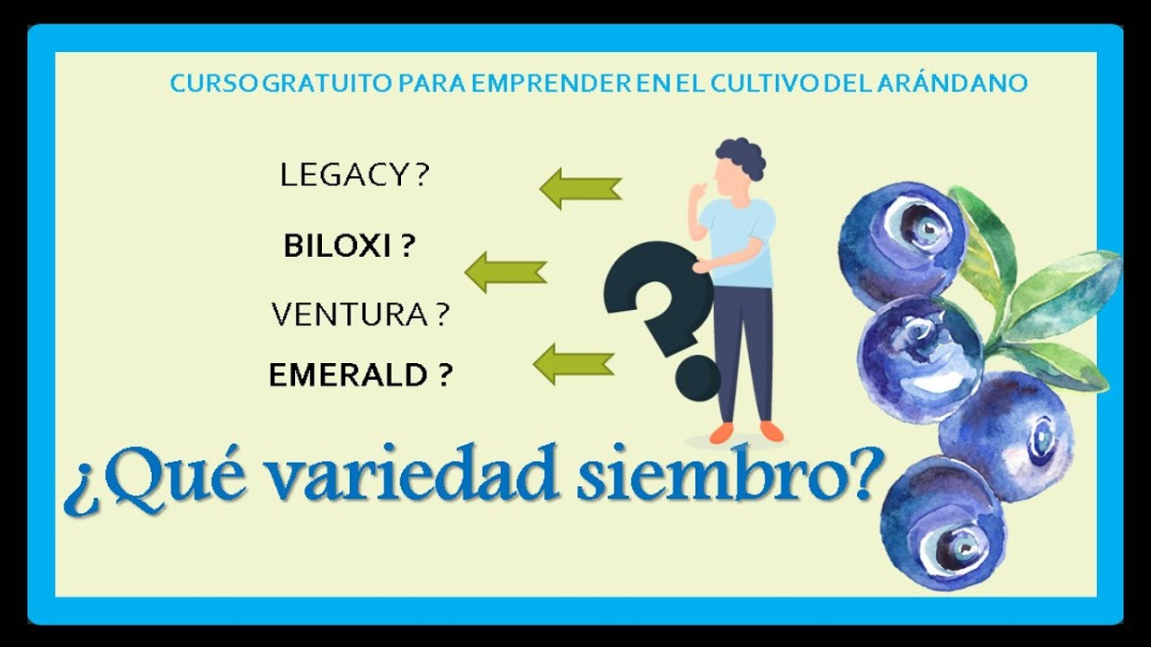 QUE VARIEDAD DE ARÁNDANO DEBO SEMBRAR?