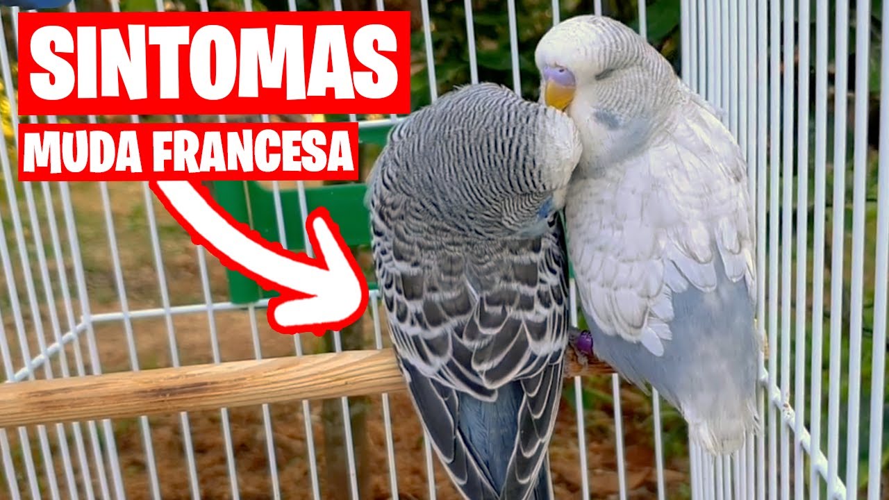 ESTOS SON LOS SINTOMAS DE LA MUDA FRANCESA EN PERIQUITOS