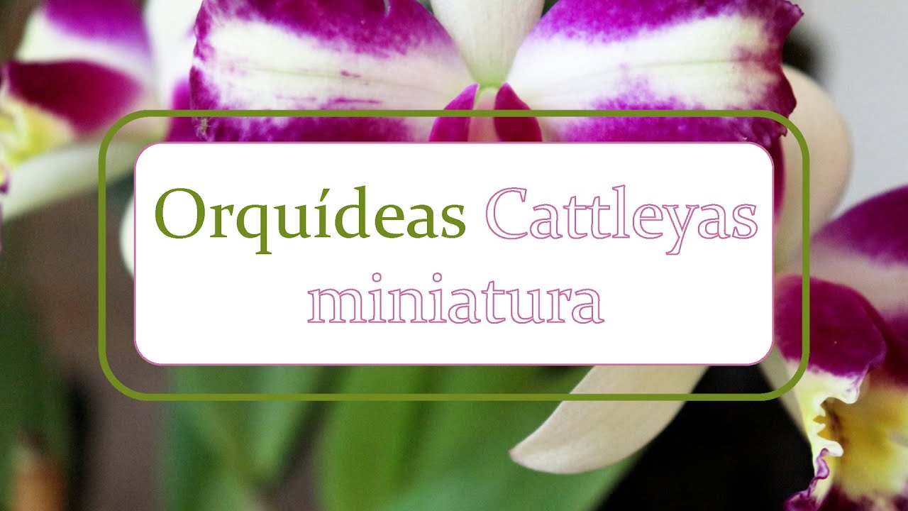 Orquídeas Cattleyas miniatura | Alma del bosque