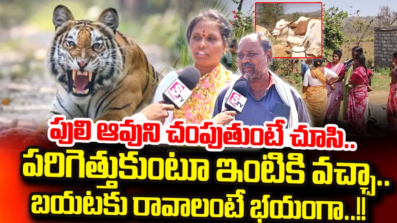 Tiger Hulchal In Siddipet District : పులి ఆవుని చం_పుతుంటే చూసి..!! | Telangana News
