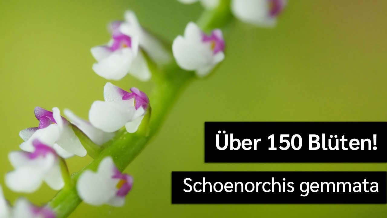 Schoenorchis gemmata - 150+ flowers!