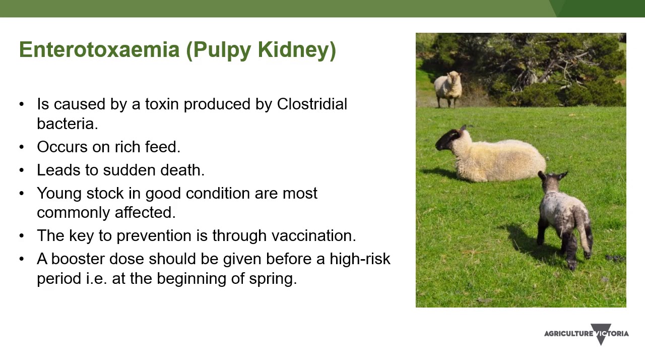VetTalk 3 - Spring livestock issues