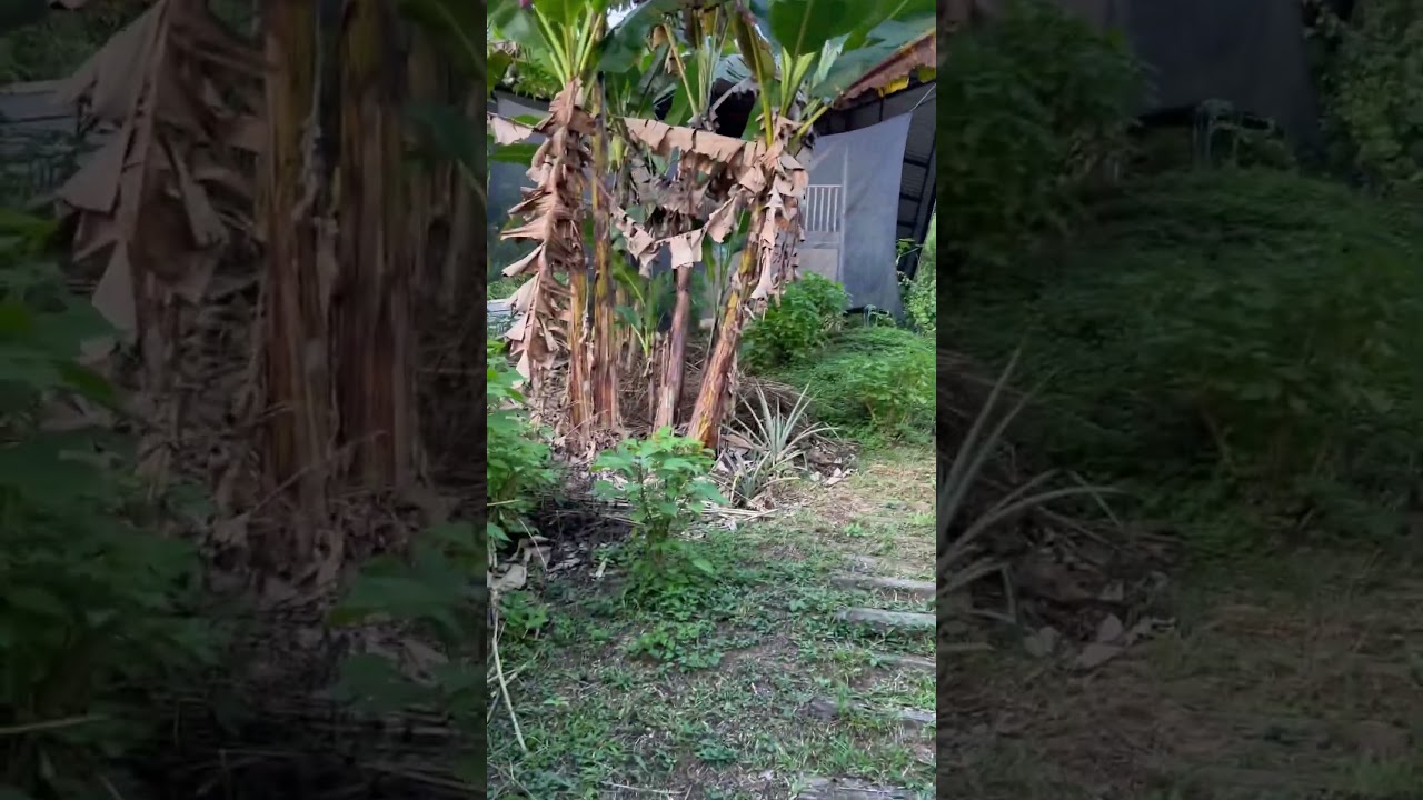 Off grid self sustaining cabin Ecuador 🇪🇨 #FH2 #fruithaven #offgrid #solo