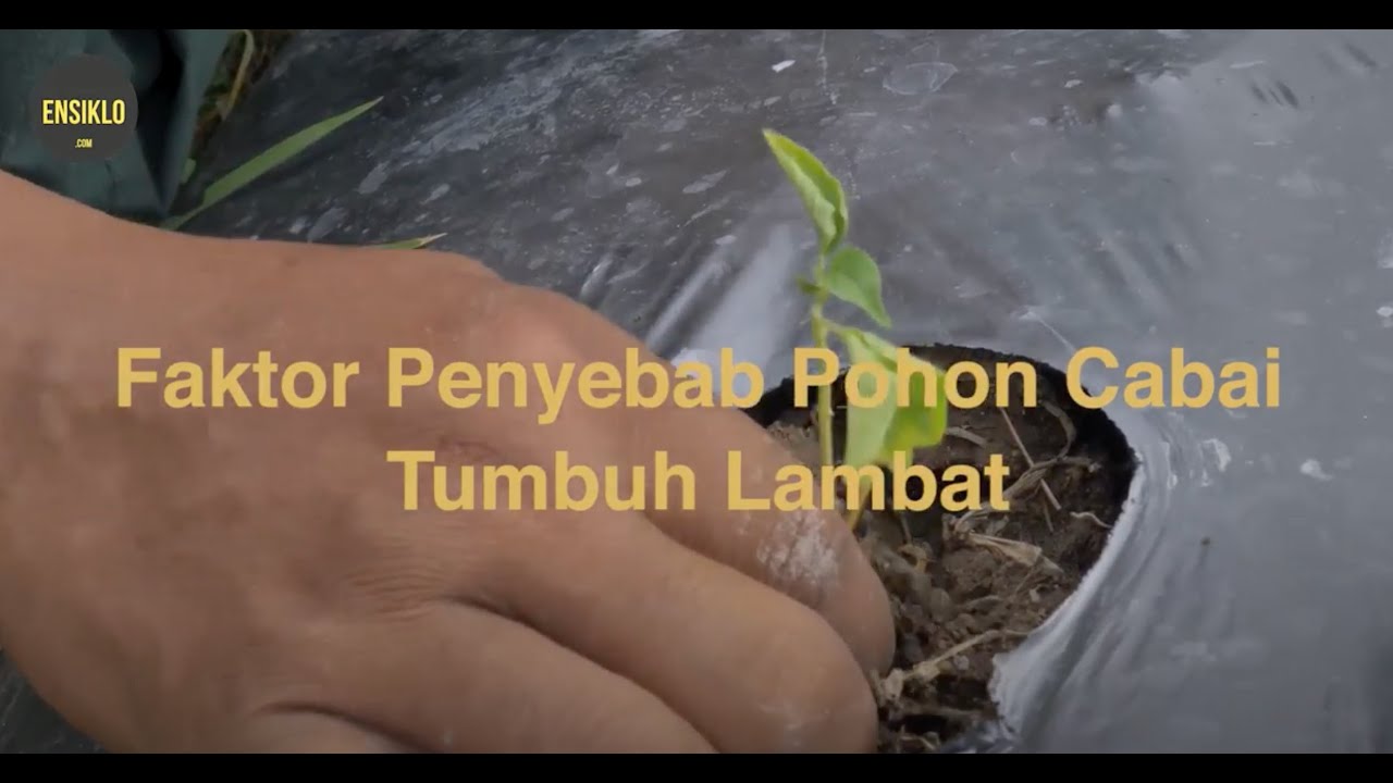 Faktor Penyebab Tanaman Cabai Telat Tumbuh