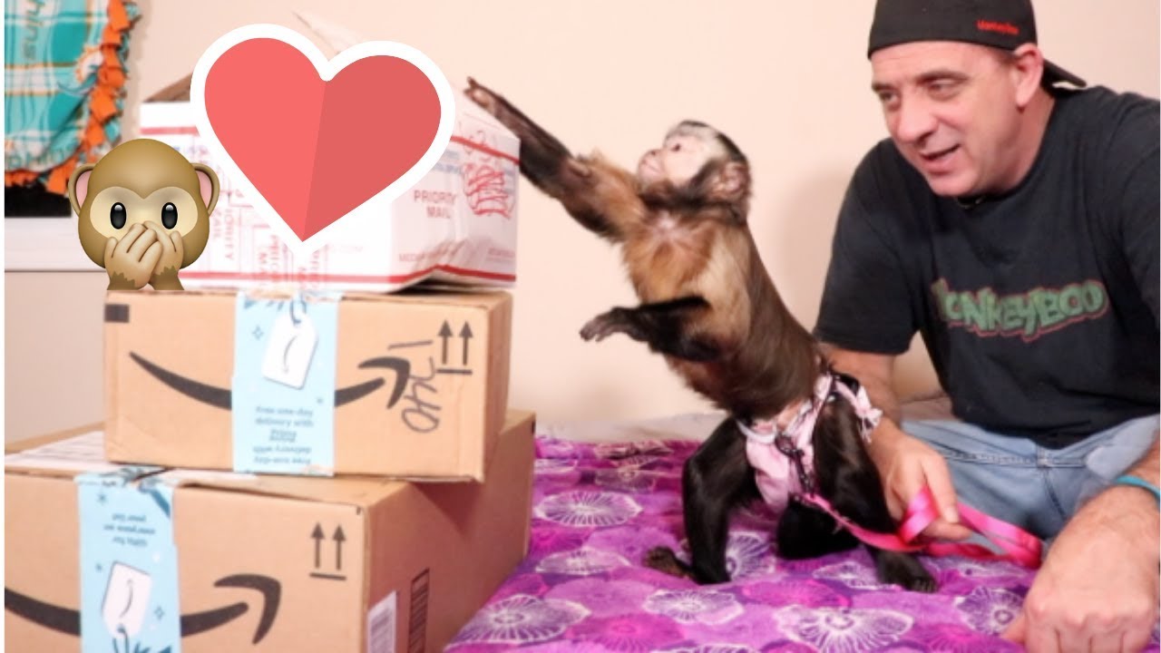 Monkey Monday With Meela! (GIRLY MAIL)
