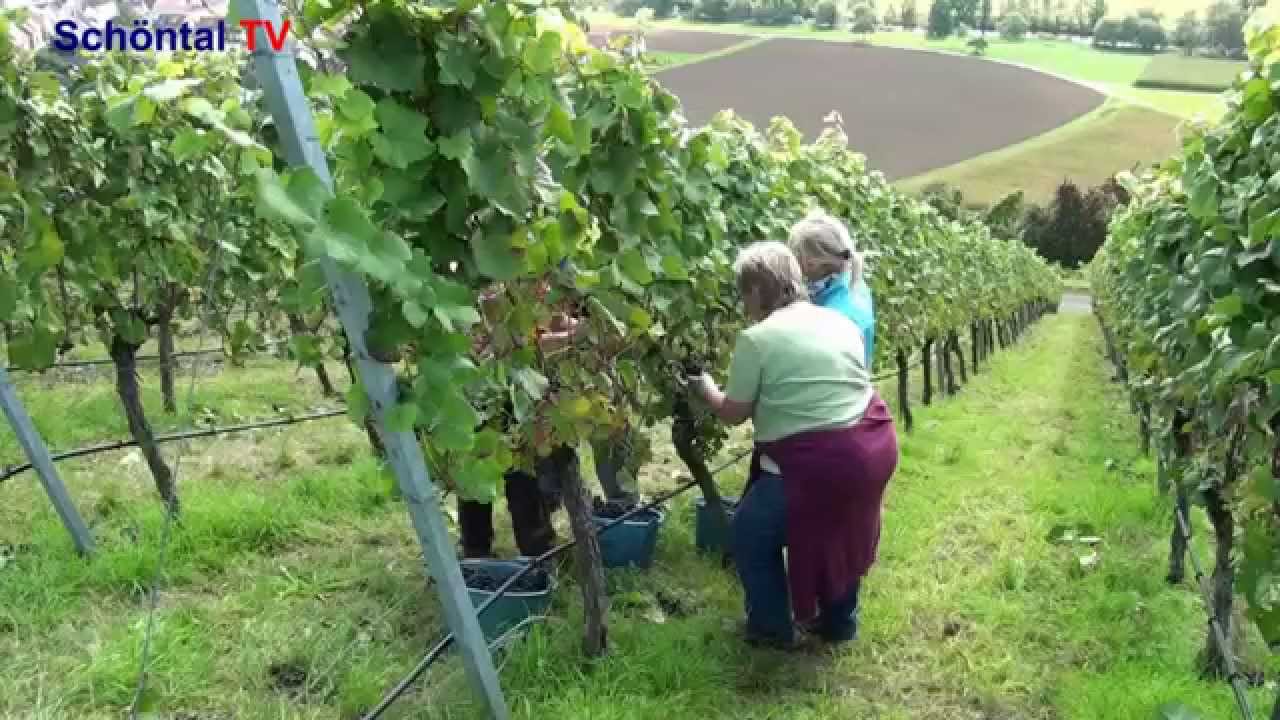 Schöntal TV: Weinlese in Schöntal-Bieringen im September 2014