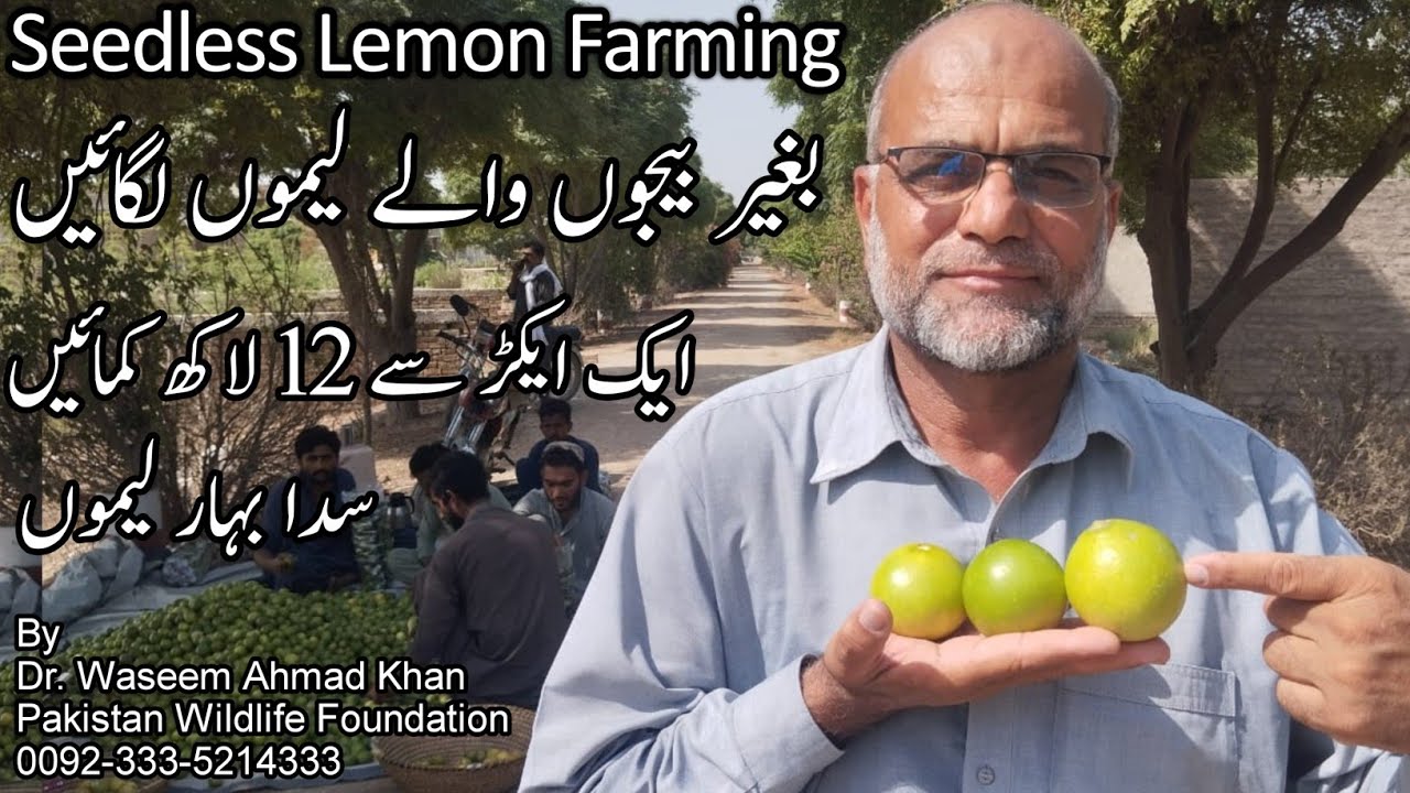 Seedless Lemon Farming | Baghair Beej Walay Lemu lgaen Lakhon Kmaen | Baghair Beej Walay Lemon