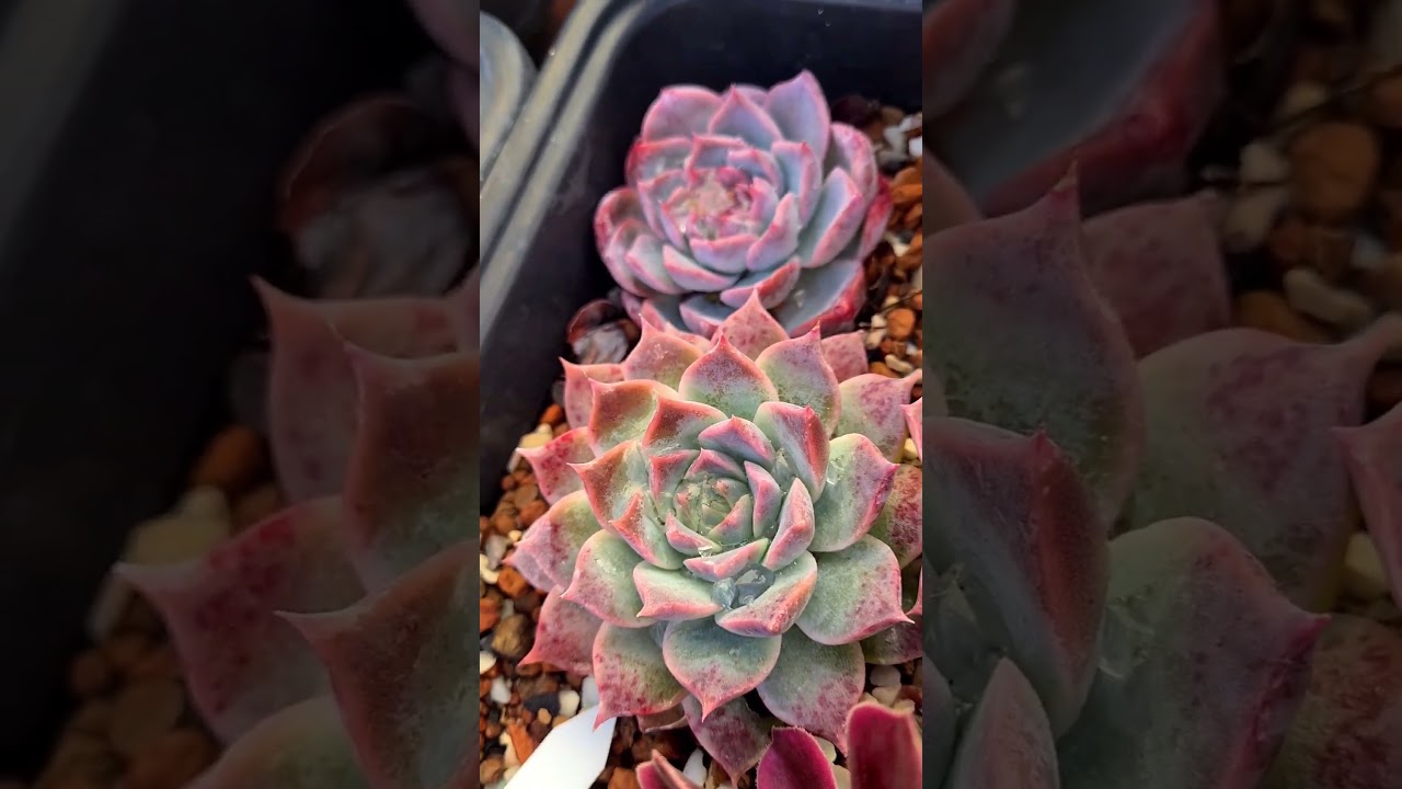 Echeveria Chopa #echeveria #plants #succulents #fatplant