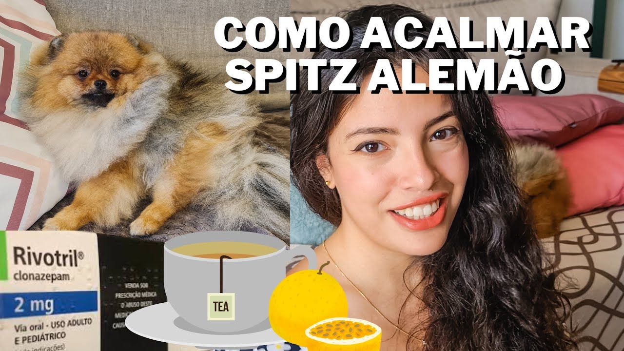 🐕‍🦺Como ACALMAR um cachorro AGITADO?