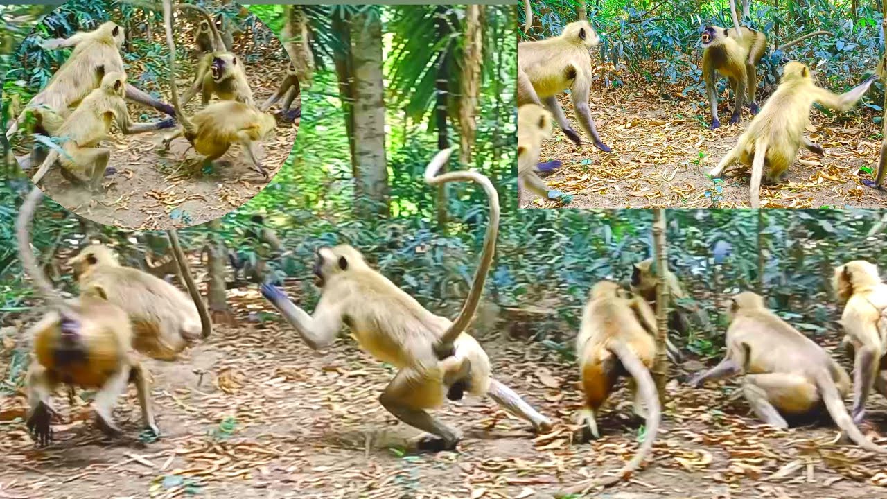 Angry Monkey Fight || Angry Langoors Fight || Monkey Fight Sounds