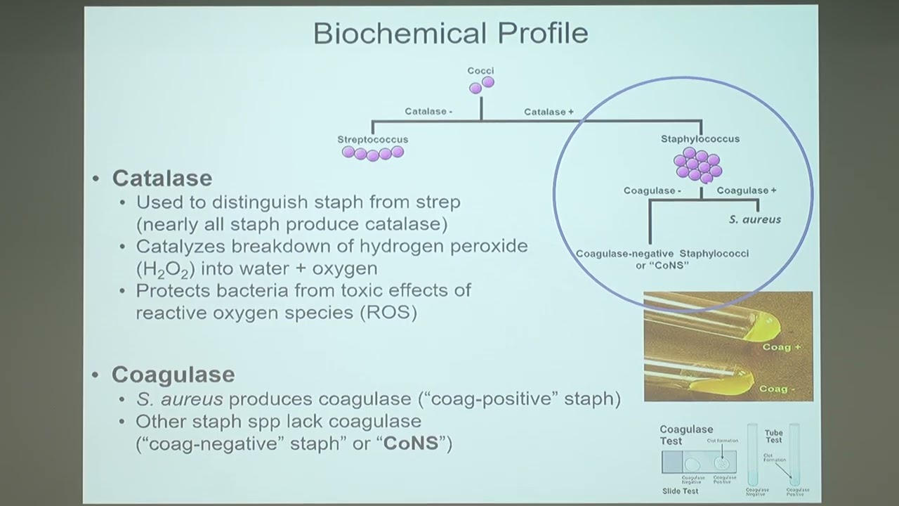 Micro Staphylococcus 3.1
