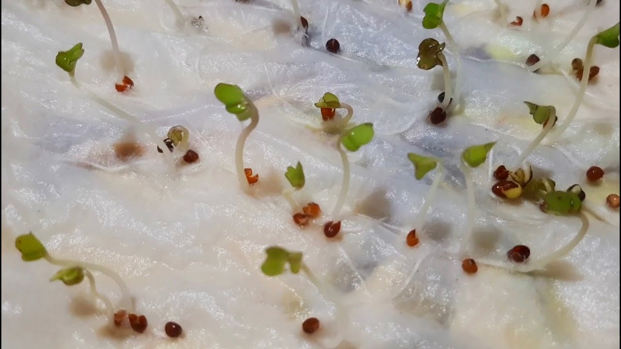 Como Germinar Semillas de Repollo, Coliflor y Brocoli