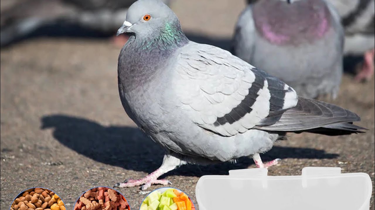 Asta este nevoie odată pe săptămâna sa adaugam in apa curata la porumbei !!!