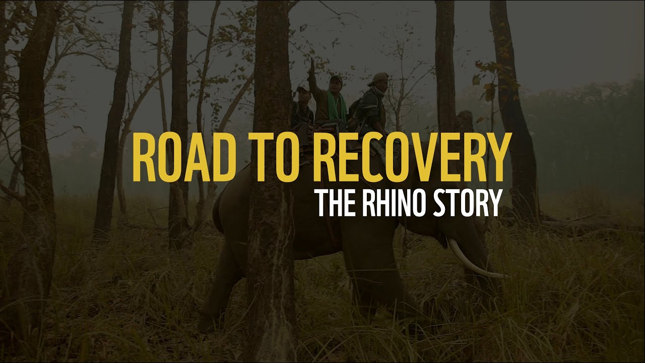 Road to Recovery - The Rhino Story
