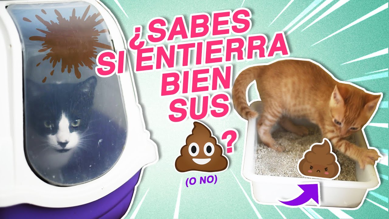 TU GATO TAPA MAL sus CACAS y no lo sabes 😼💩 |  ¿Por qué los gatos entierran sus cacas?