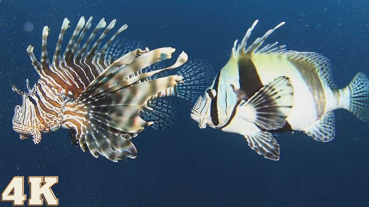 Giant Banggai Cardinalfish & Lionfish | Ocean Exploration 4K