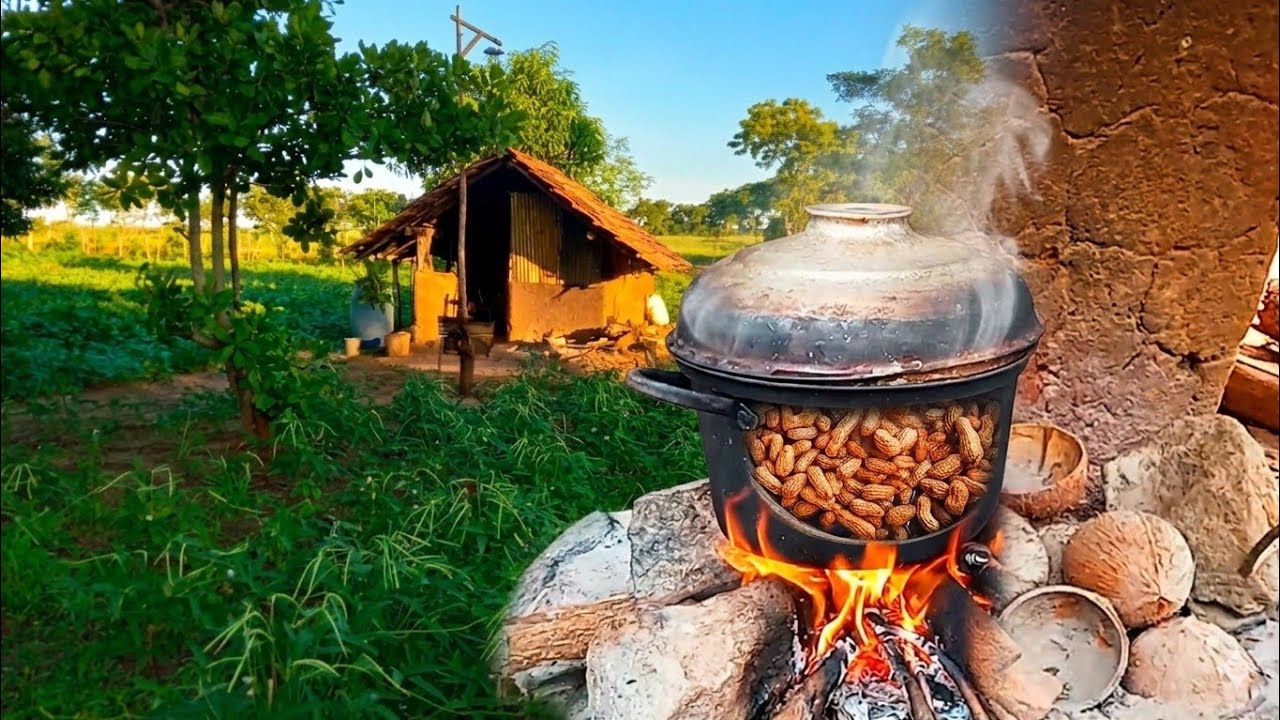 ගමේ හේනට ගිහින්  රටකජු දර ලිපේ තම්බමු | Village Life Sri Lanka 👌😋 #Sasini vlogs