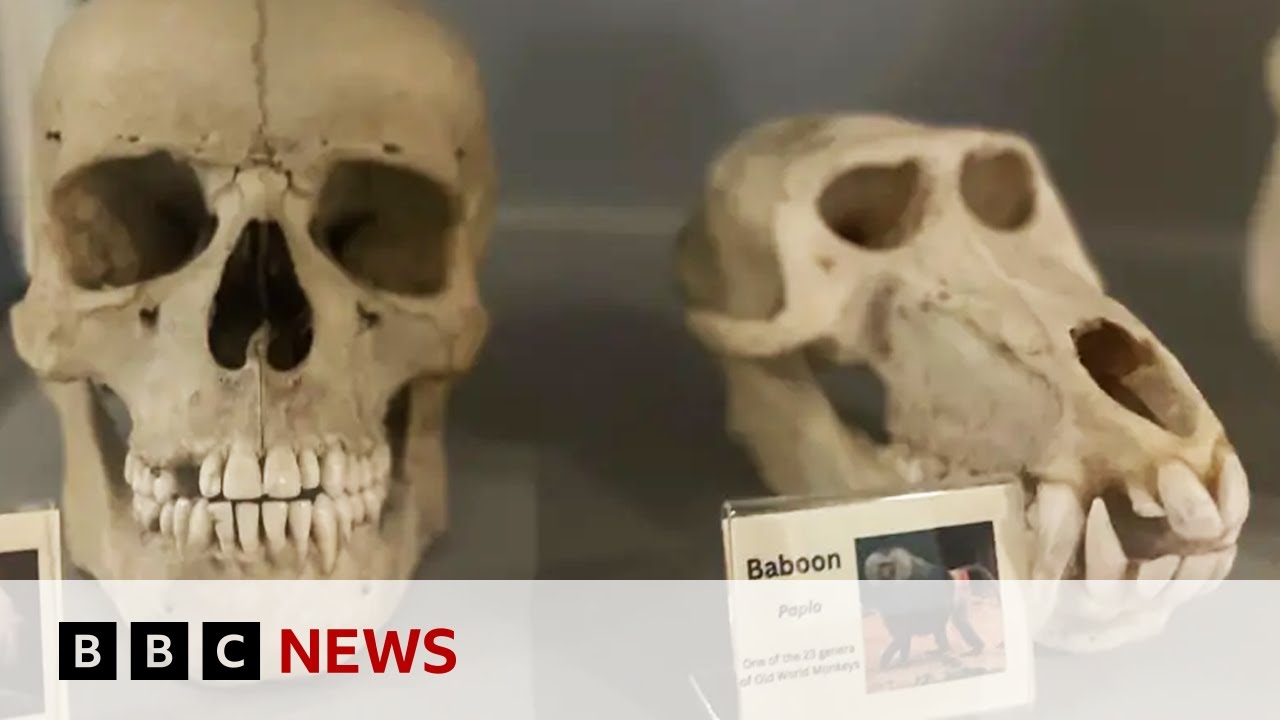 British scientists grow tooth in a laboratory | BBC News
