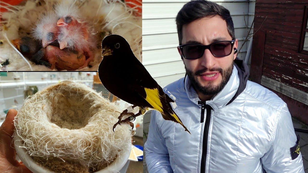 Il miglior materiale per il nido dei Cardellini 🐦 piu piccolo segreto 👍😉