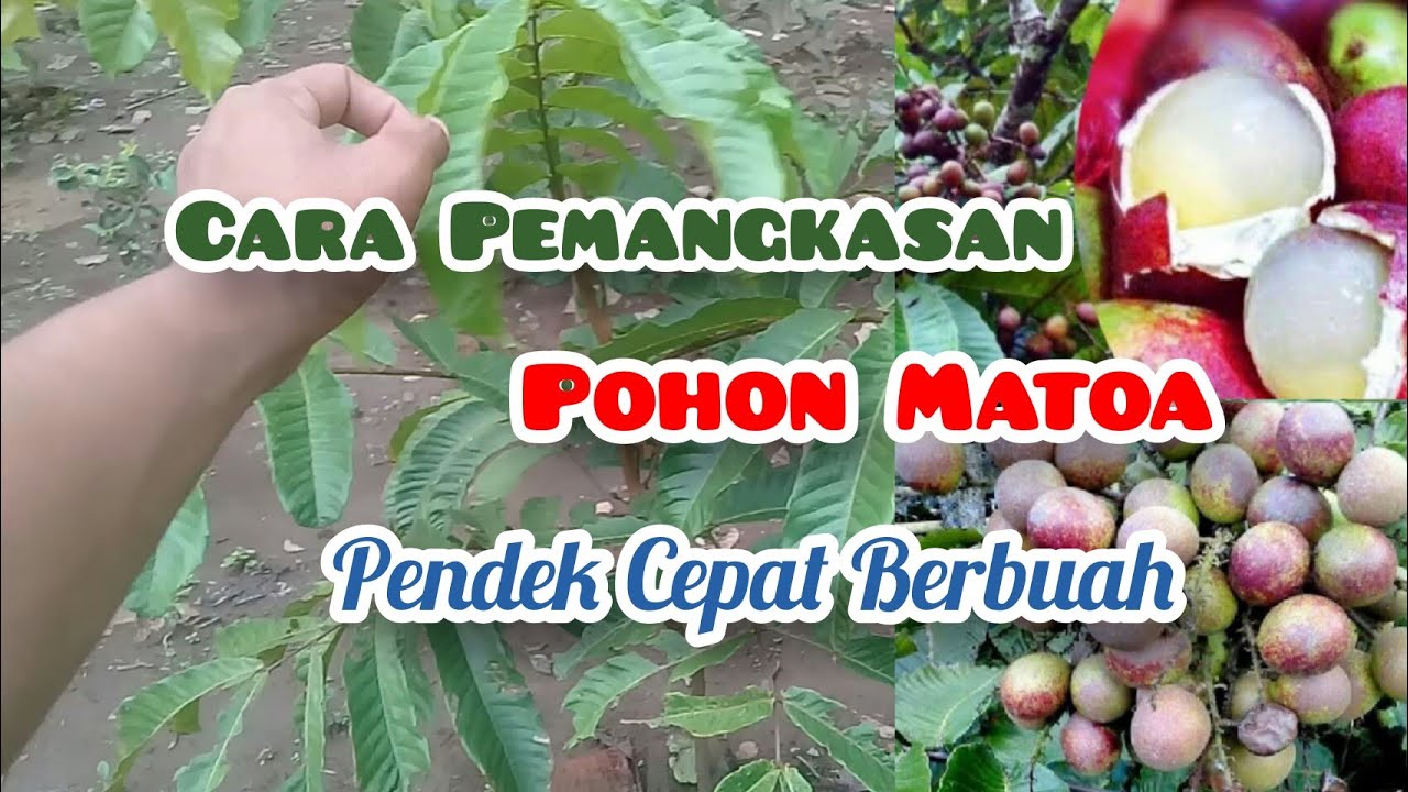 Tips Cara Pemangkasan MATOA Supaya Pohon Pendek Rimbun