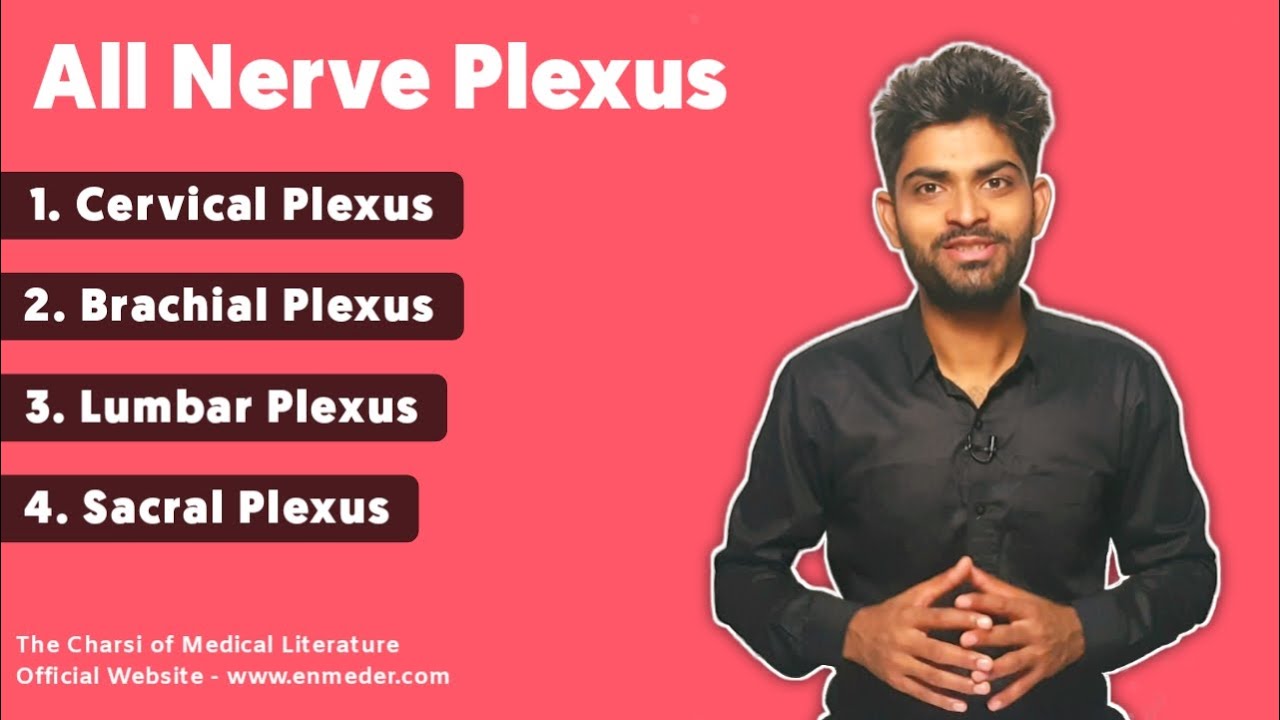 All Nerve Plexus of Body (Only One Chart) -  Cervical, Brachial, Lumbar, Sacral Plexus | TCML