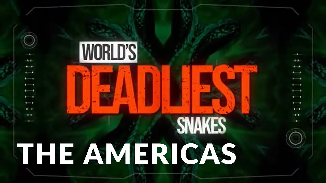 World's Deadliest Snakes I Se1 Ep03 I Snakes of the Americas