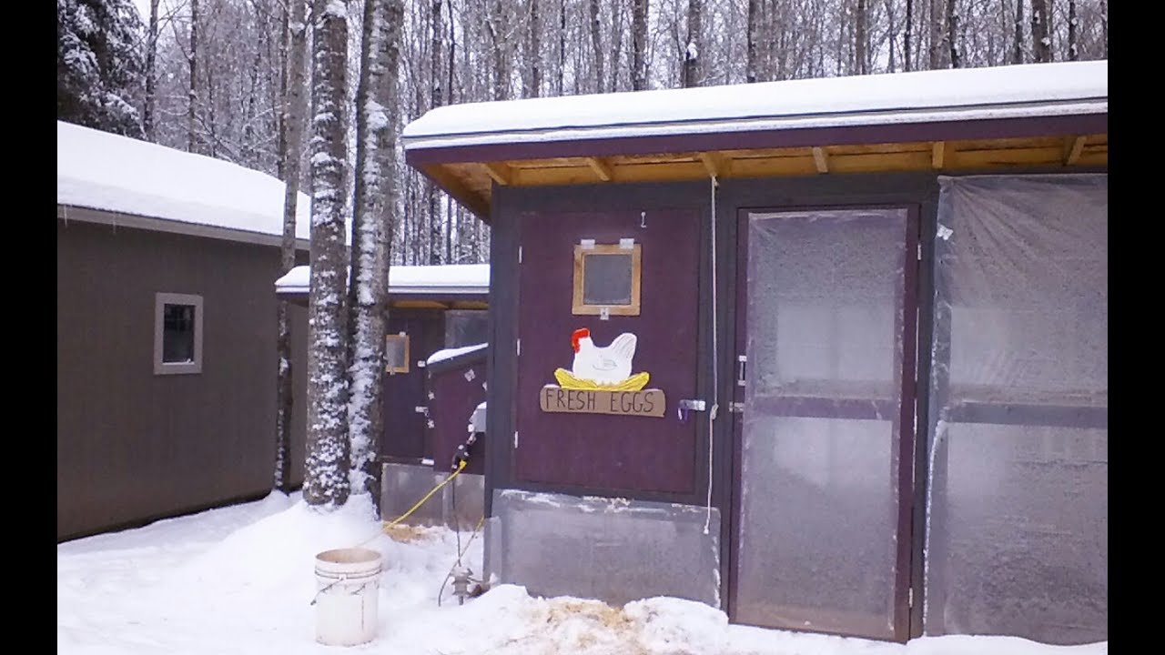 Chicken coop tours and WINTER weather tips for poultry keeping.