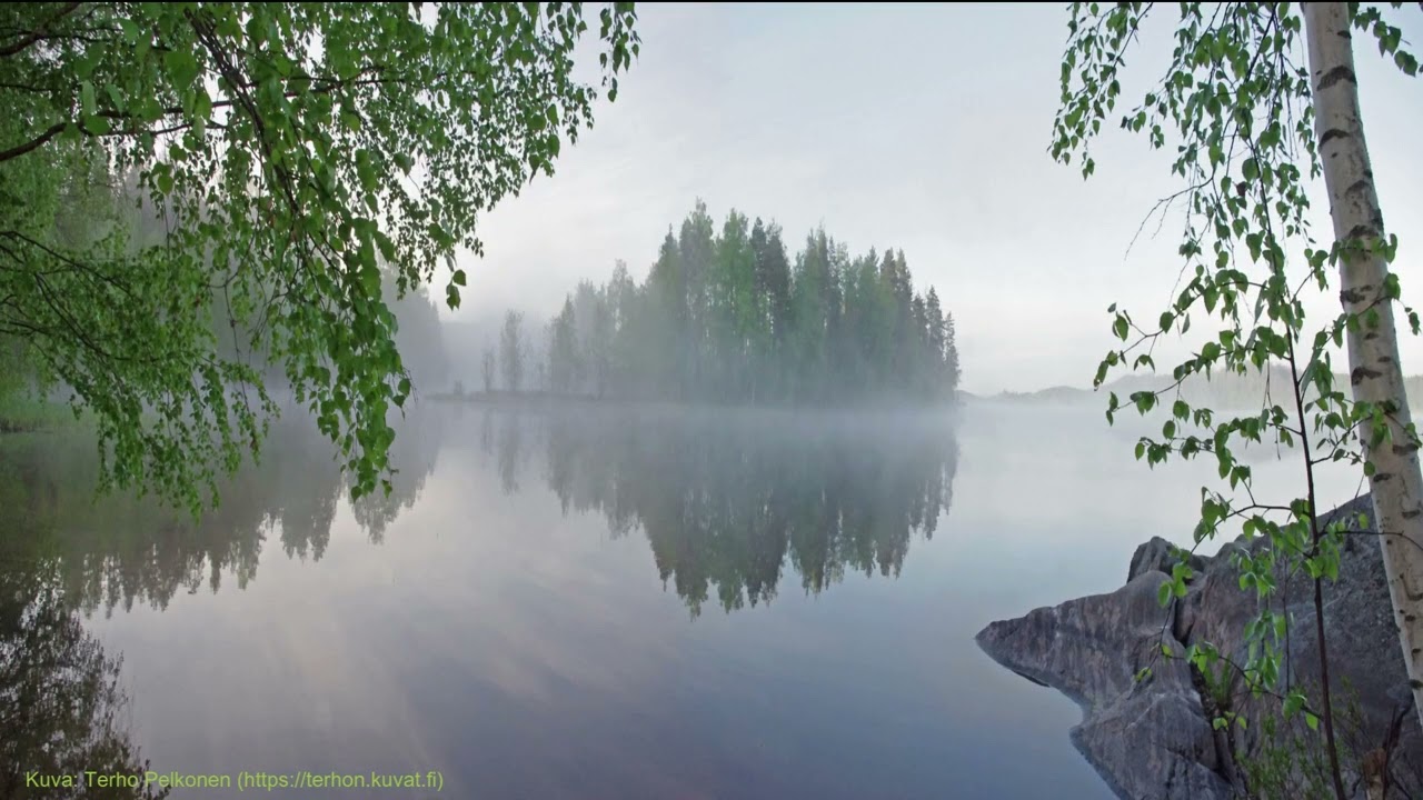 Rantakoivun alla