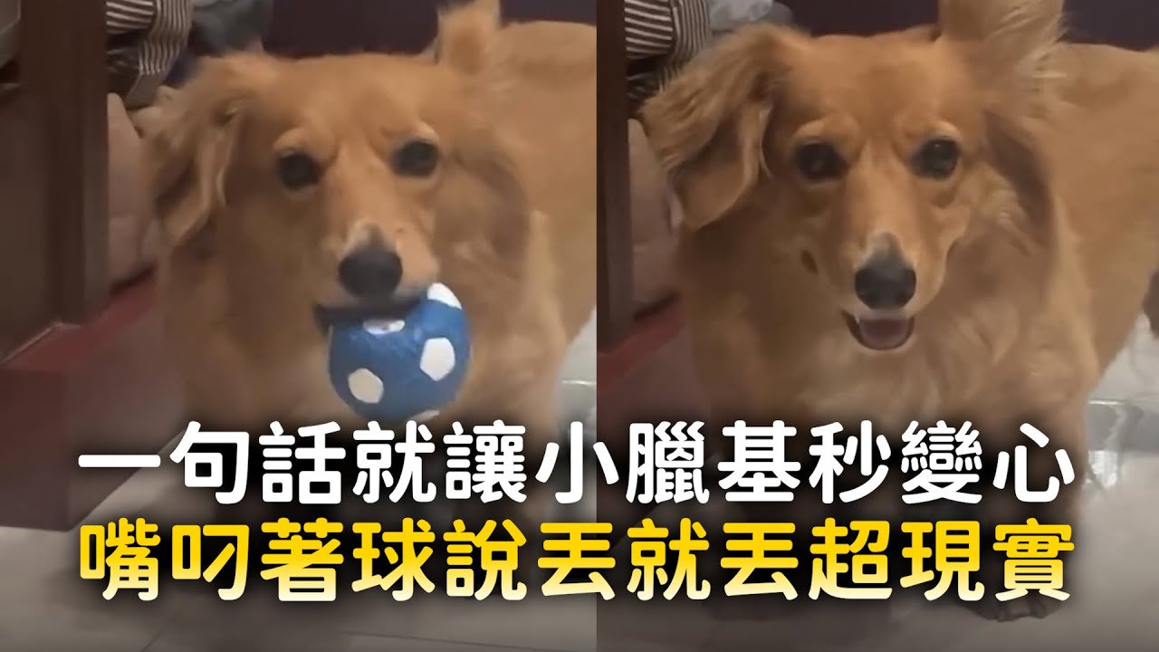 一句話就讓小臘基秒變心　嘴叼著球說丟就丟超現實