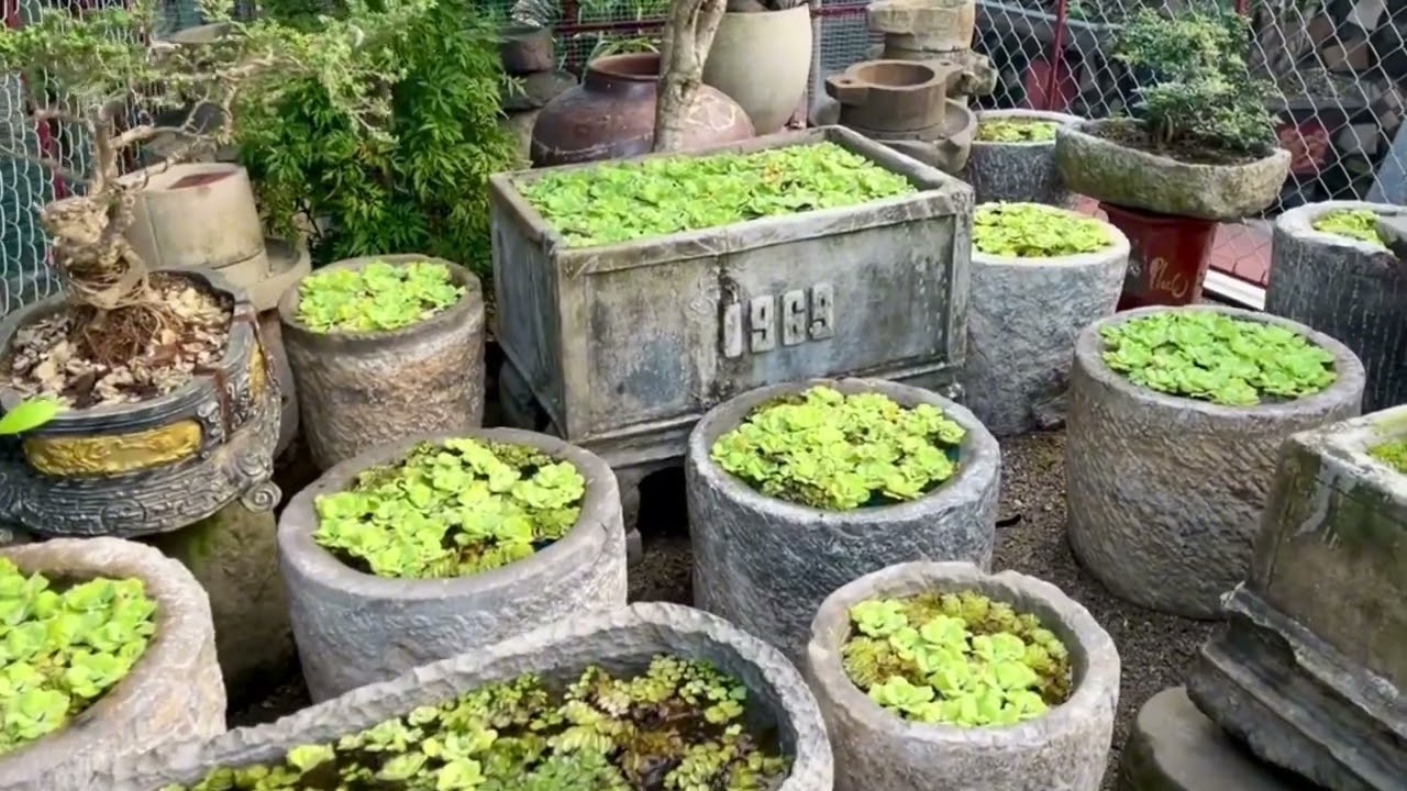🏮Hàng ngàn đồ cổ quý ở xã Giai Lạc - Nghệ An.
