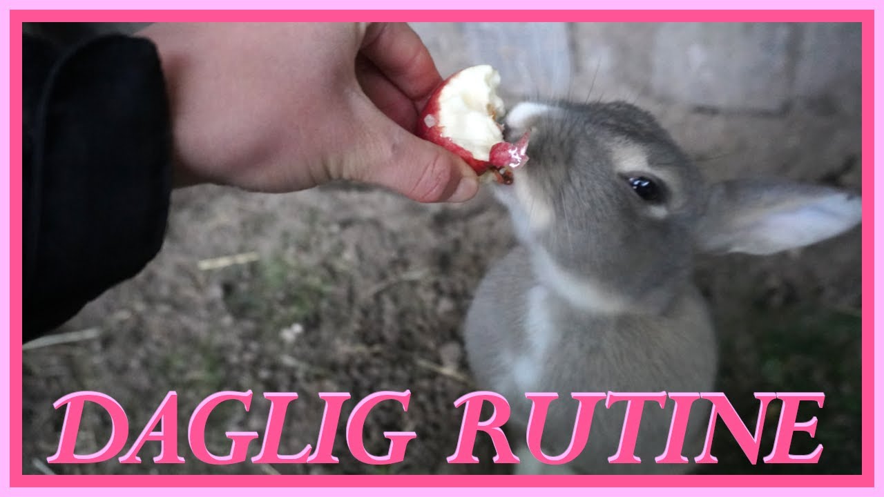 Min daglige rutine ude ved mine kaniner!🐇🩷