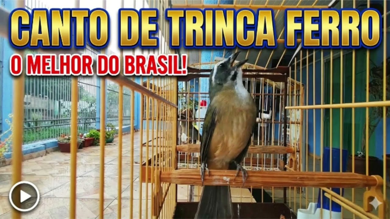 O MELHOR CANTO DE TRINCA FERRO QUE VOCÊ VAI OUVIR HOJE