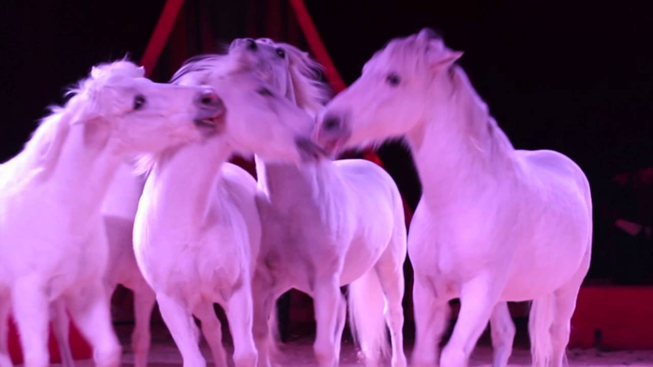 Circo Armando Orfei Revolution 2016