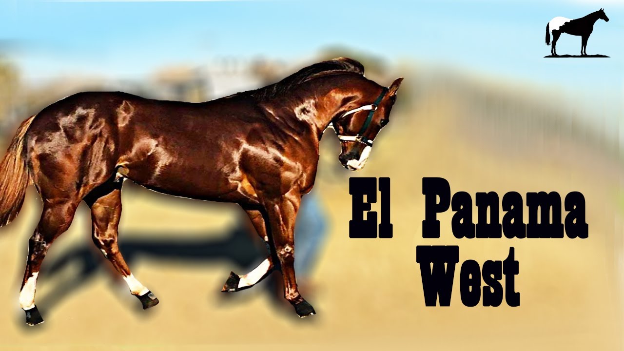 ¿Habrá Panama Para Rato? El Panama West Y Su Incomprendida Historia🐴-Del Cerro Soy