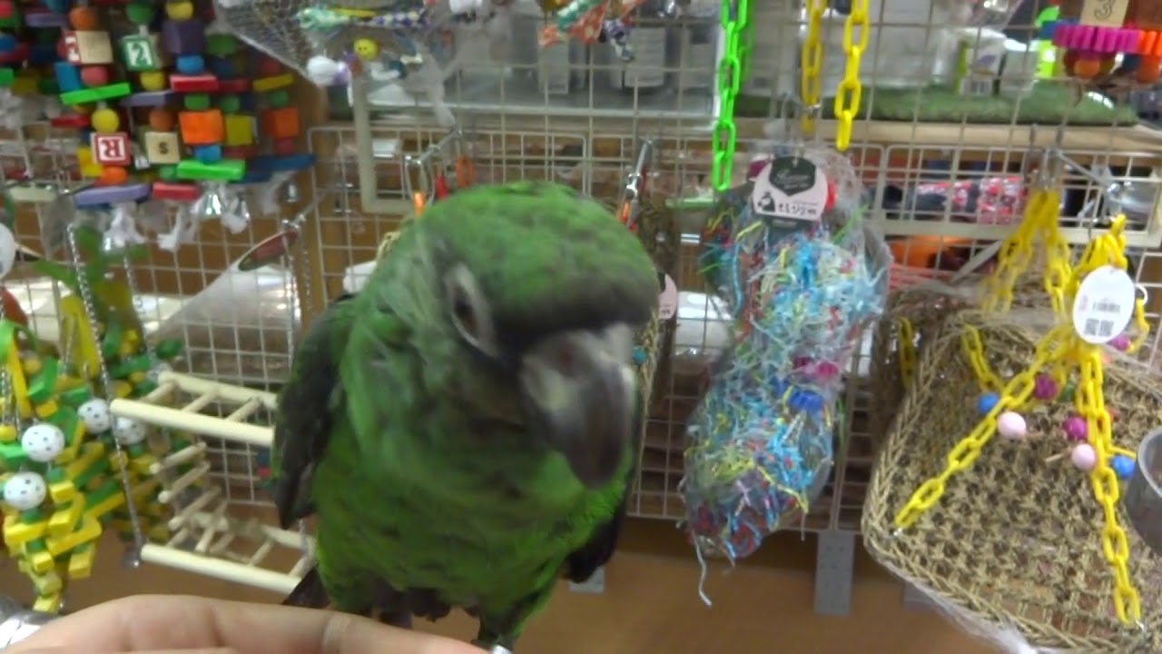 2018.3.5えとぴりかＮＡＧＯＹＡズアカハネナガインコ♪