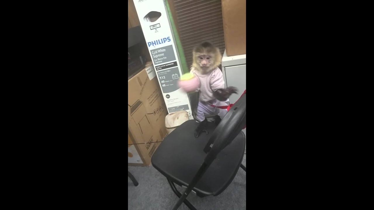 MONKEY THROWS A BALL