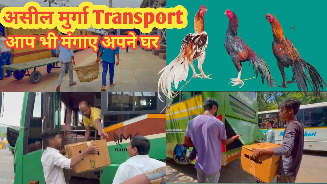 Transport live video 🐓🐣| no Froud no scam | all over transport available | snr flyers Jamshedpur 🐓🐥🐣