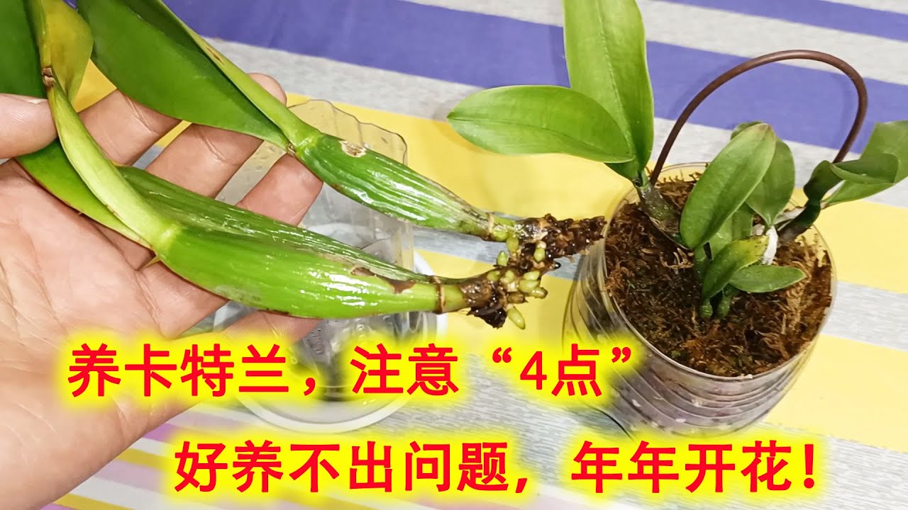 养卡特兰，注意这“4点”，好养不出问题，新手也能养开花！（阿涛养花140期）