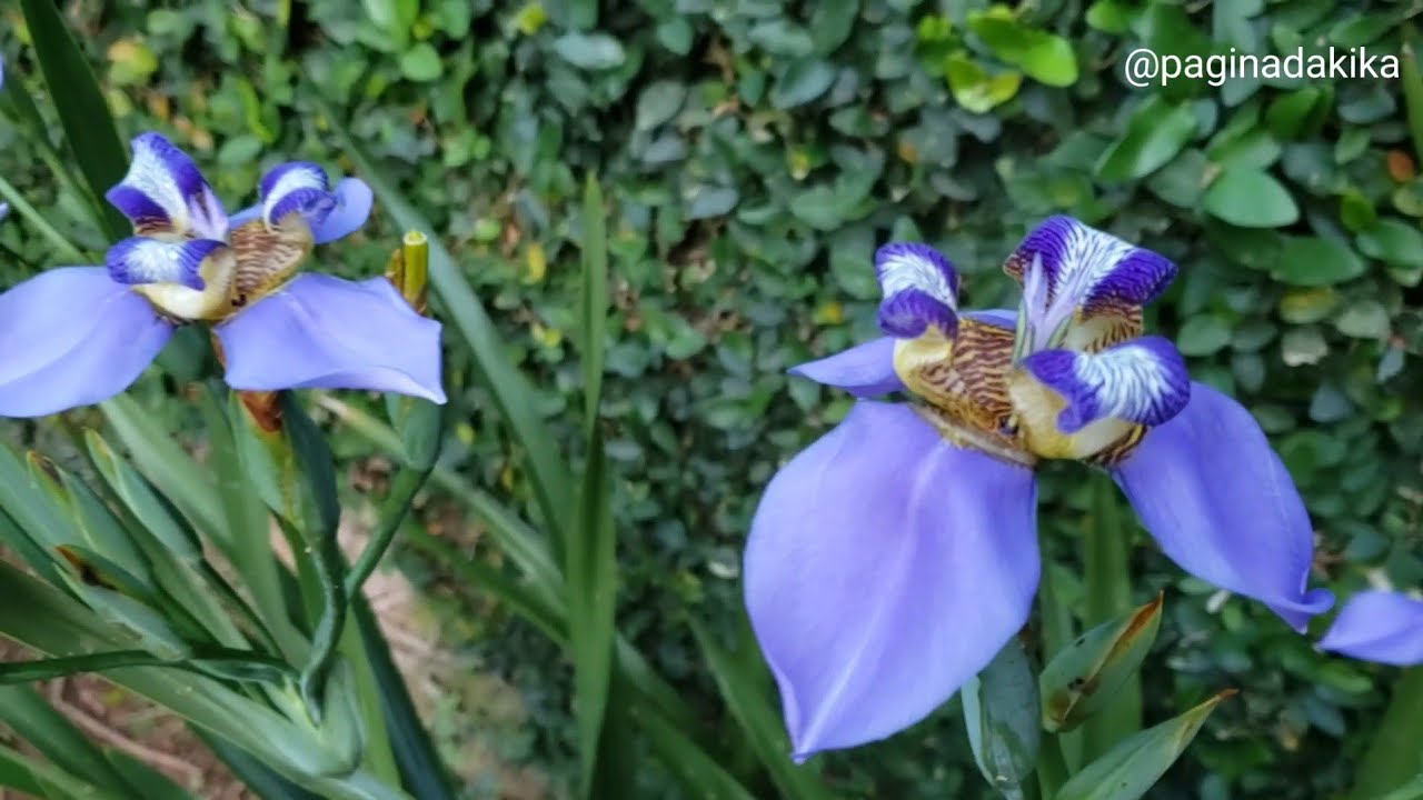 Passeio pelo Jardim  | Página da Kika