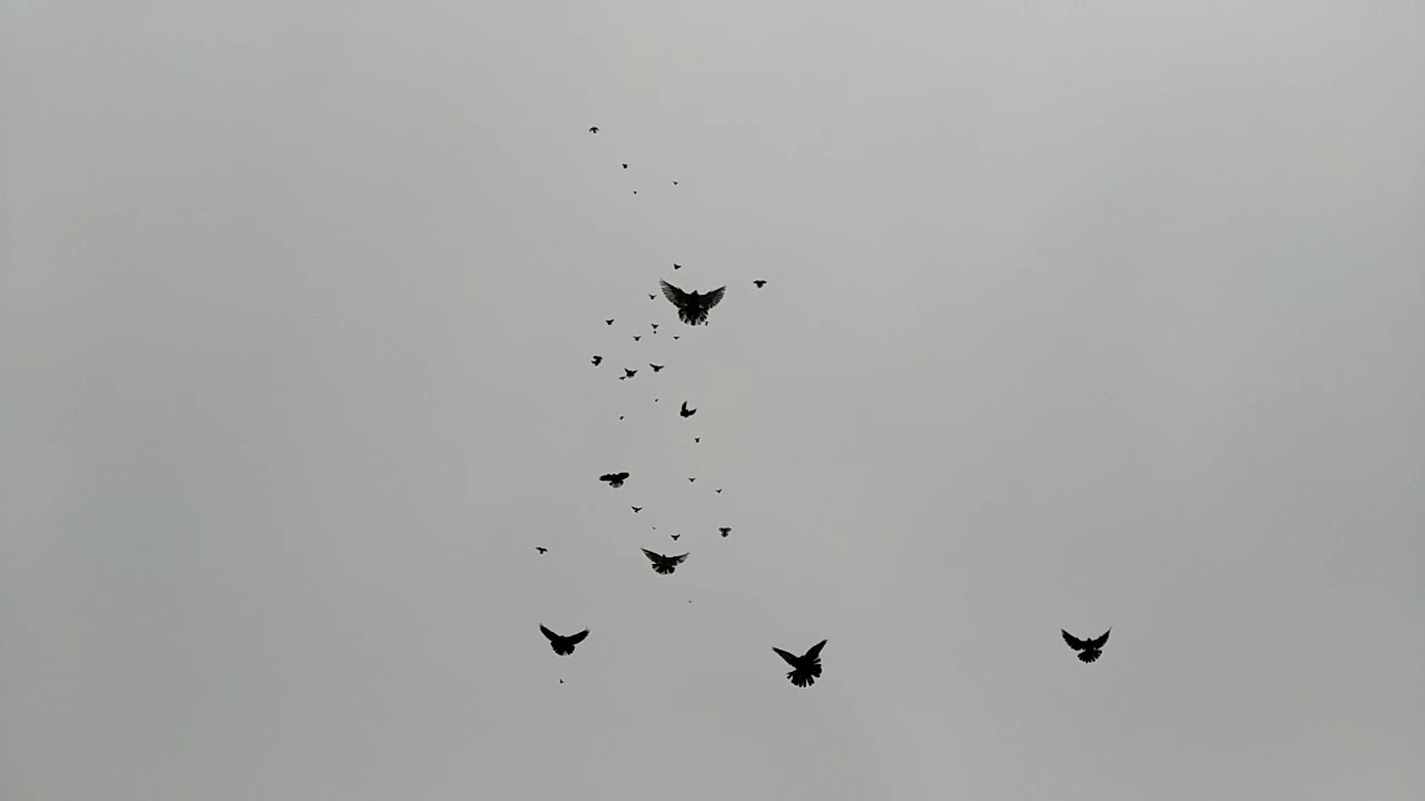 Николаевские голуби. Джанкой. Полет в сильный ветер