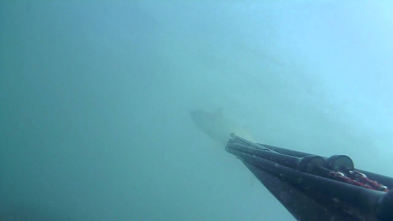 Pescasub Ostia Cefalo 2,9 kg.