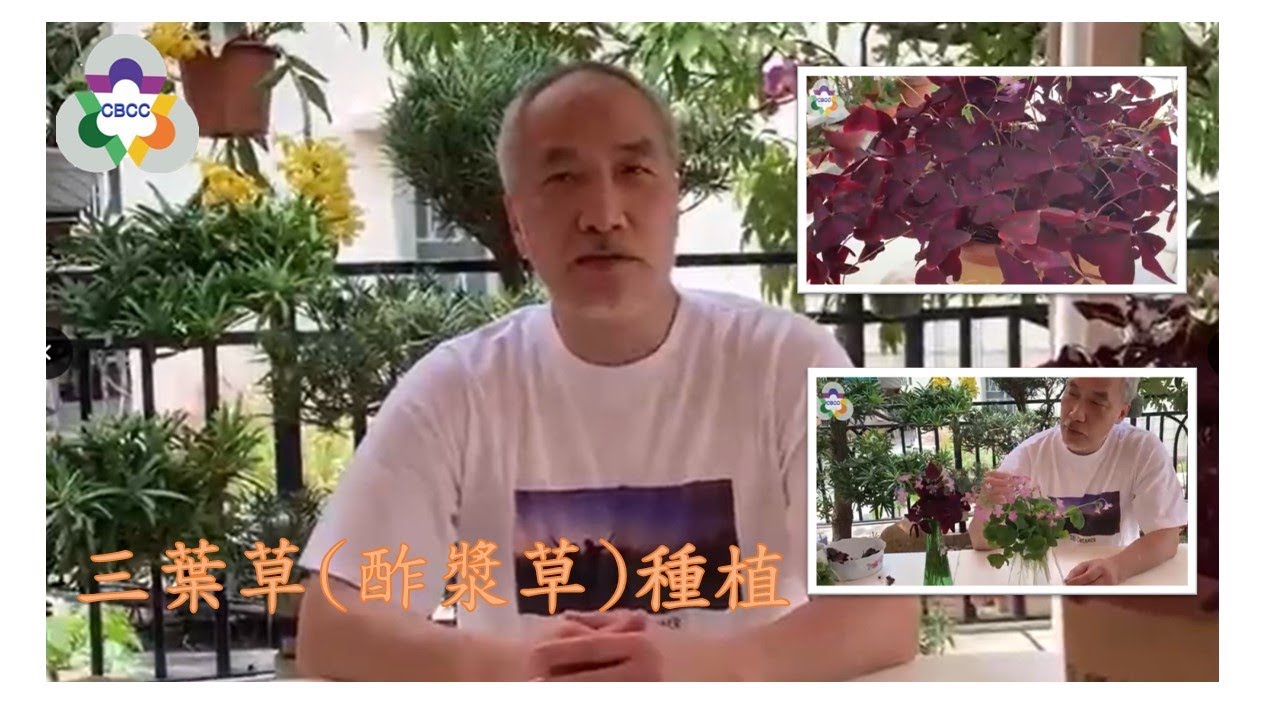 享·活 Enjoy Life - 第二集 三葉草(酢漿草)種植分享