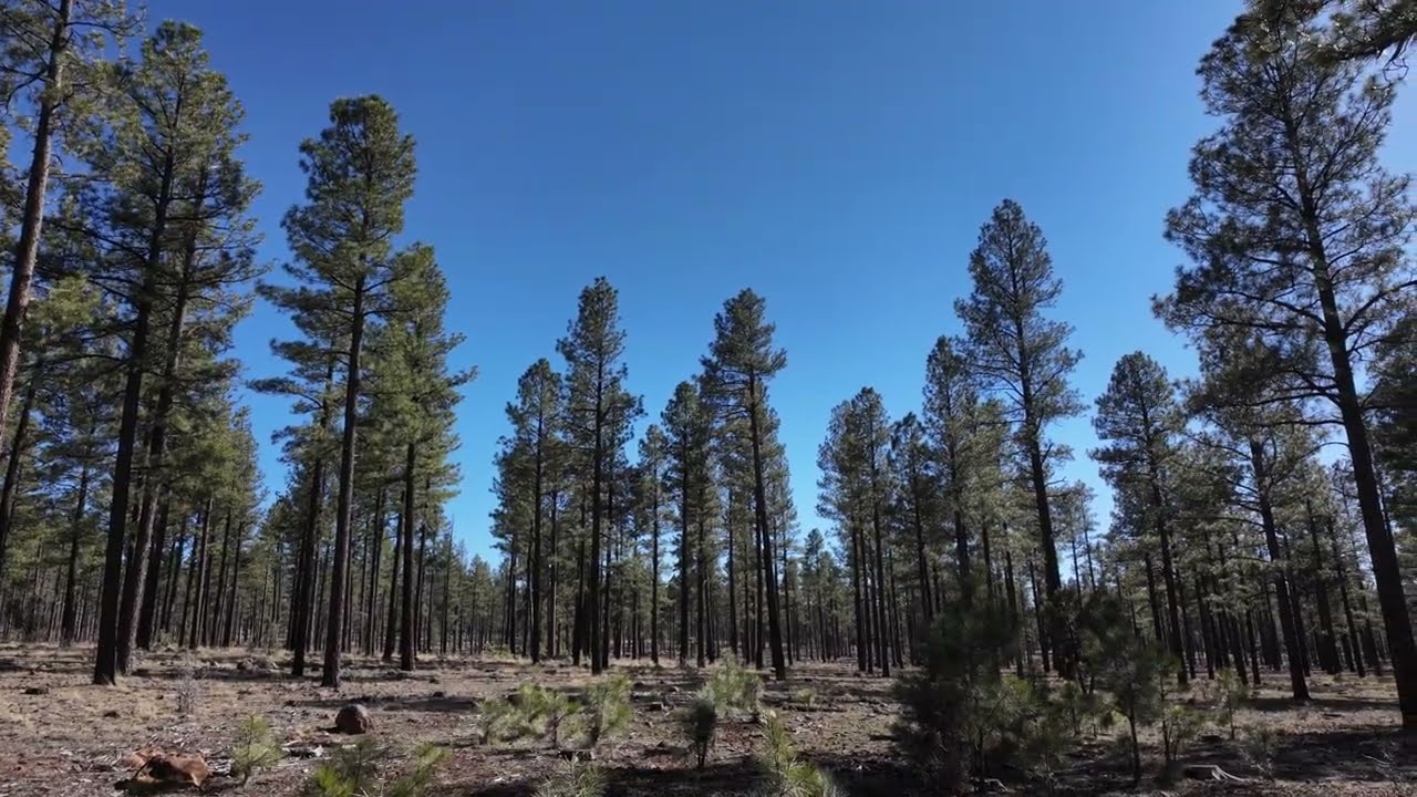 03122026 - More Wild Horses In The Forest