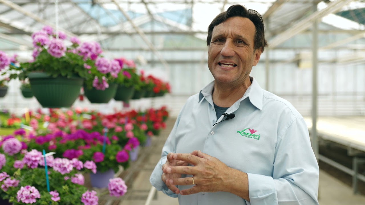 Pelargonium AMAZONIA - Lazzeri - Italiano